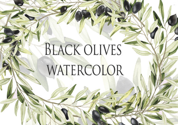 Black Olive Branches Watercolor Illustration Review