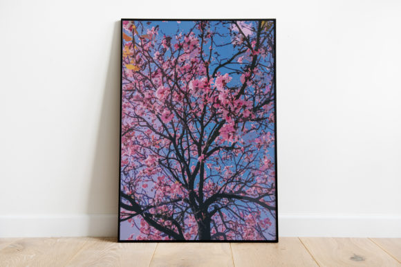 Sakura Flower Watercolor – A Versatile Illustration for Digital Sellers