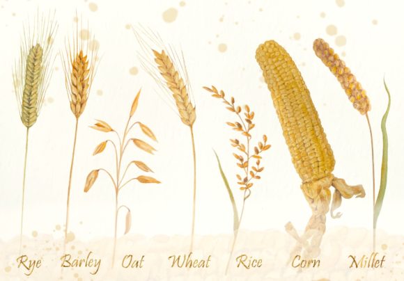 Watercolor Grains Clip Art Set: A Versatile Illustration for Creative Branding